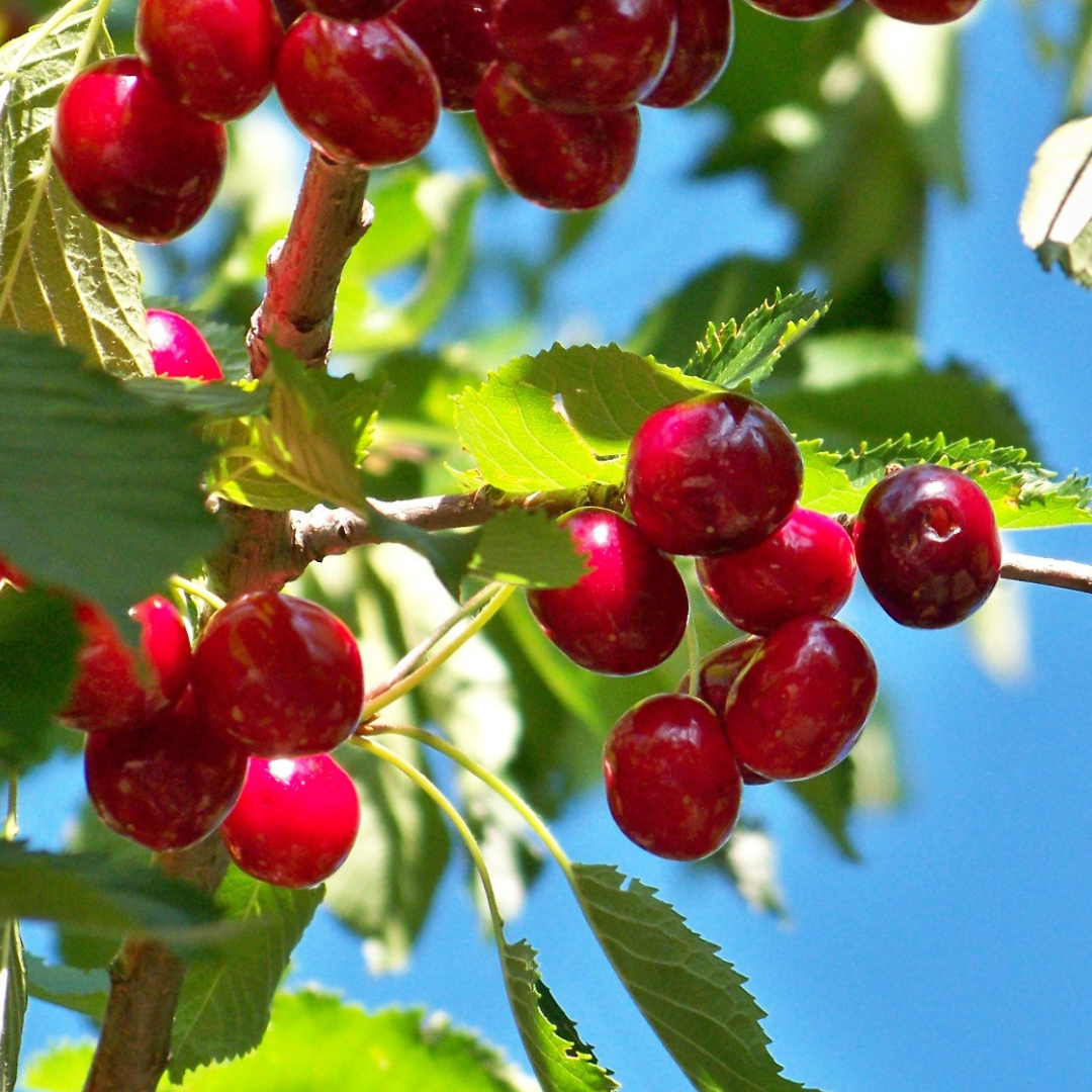 Comment fabriquer un coussin en noyaux de cerises ?